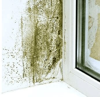 Where does mold grow in homes?