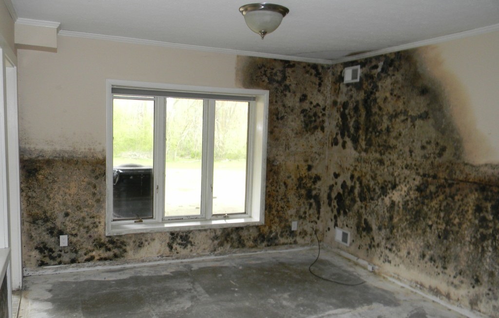 A room with Mold on the two walls